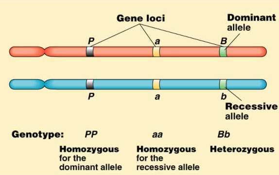 A representation of homologous chromosomes and their major characteristics, along with an explanation of different genotypes.