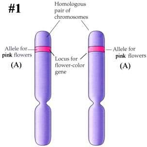 Flower #1's homologous chromosomes, with genotype AA.