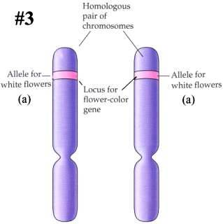 Flower #3's homologous chromosomes, with genotype aa.