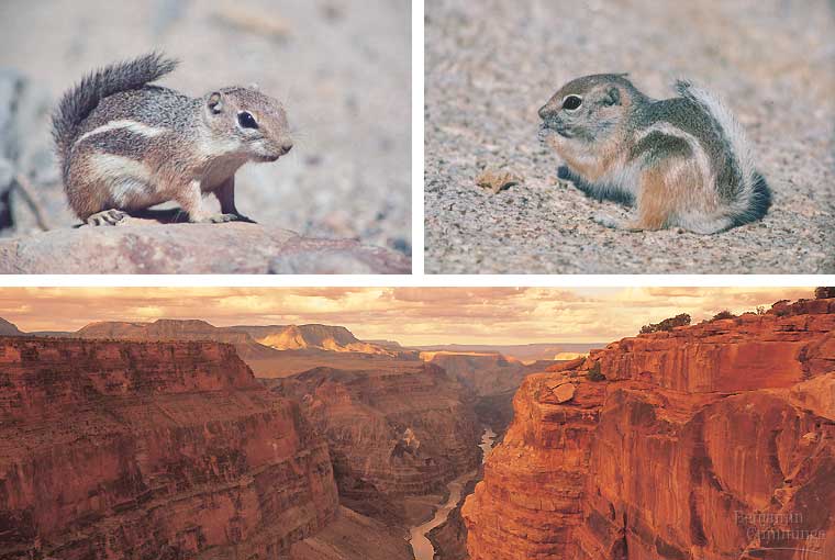 The two separate species of squirrel in the grand canyon: an example of allopatric speciation.