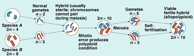 A chromosomal diagram of the first mechanism of allopolyploidy.