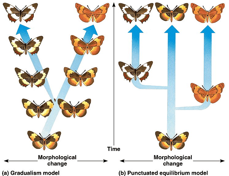 A depiction of the differences between the models of gradualism and punctuated equilibrium, illustrated with butterfly evolution.