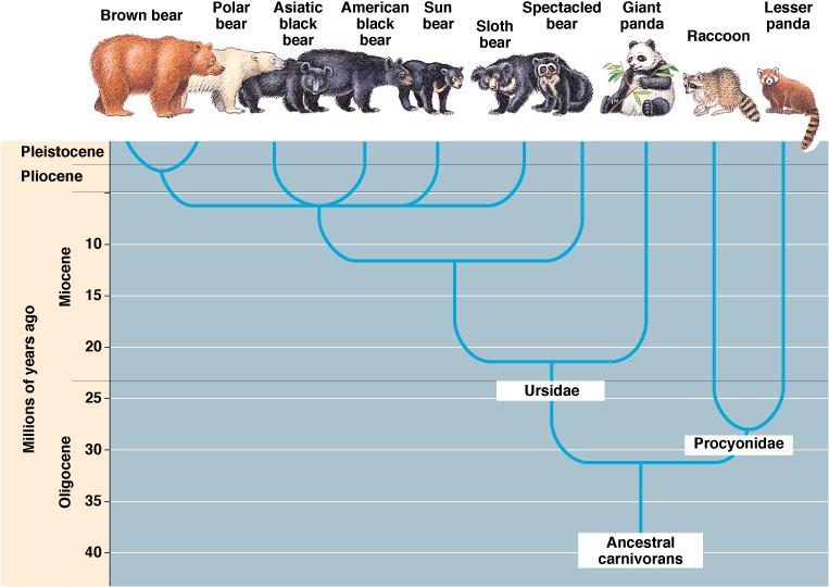 A phylogenetic tree of bears and racoons, based on systematics. Note how the lesser panda is in the raccoon category.