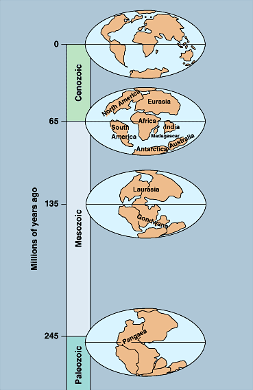 A depiction of the movement of Earth's continents, as explained by plate tectonics.